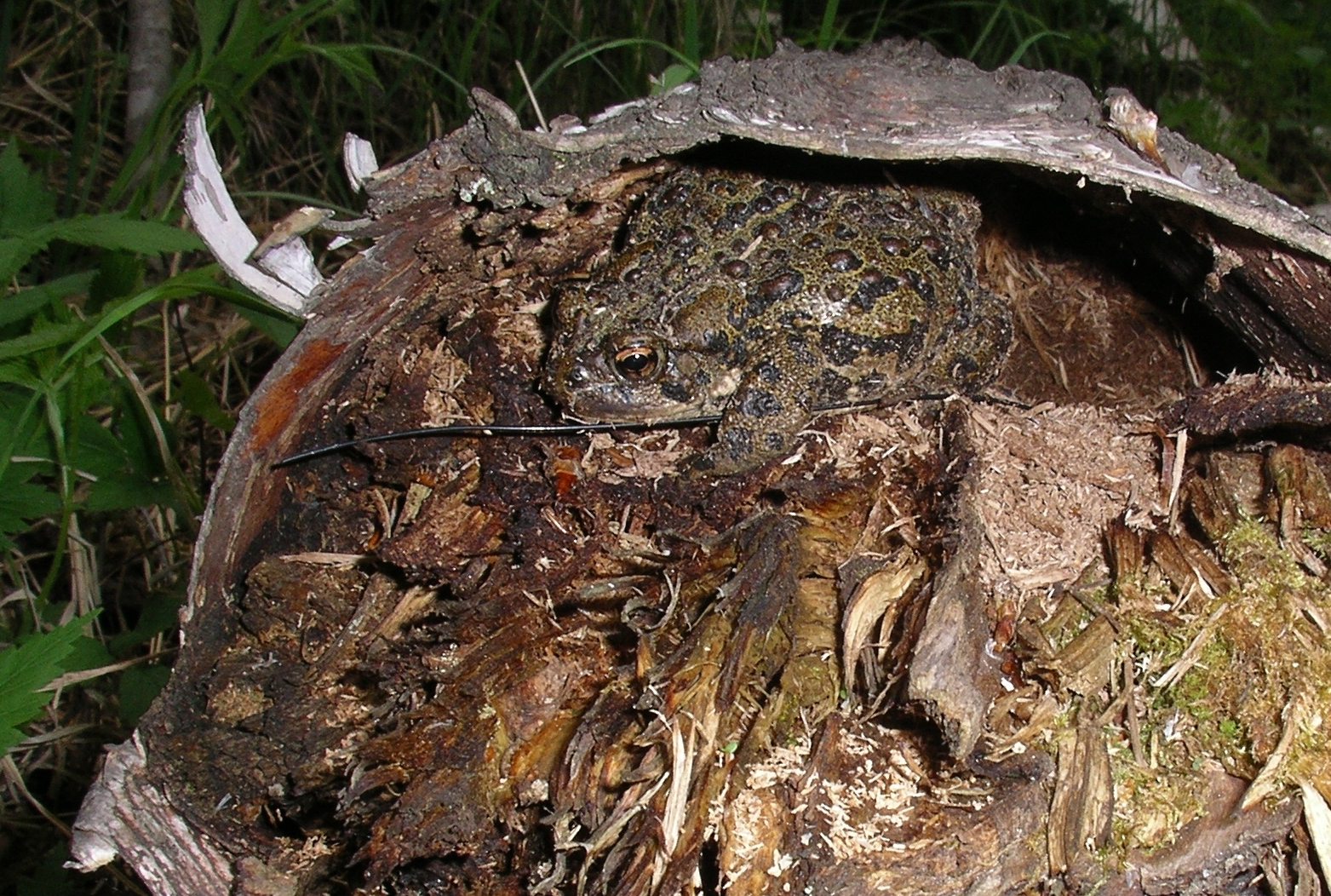 15   Pasture female1 2004 06 05